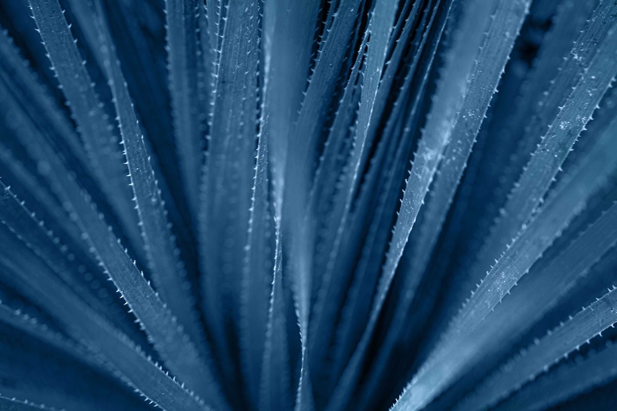Beautiful selective focuse classic blue aloe close up background.