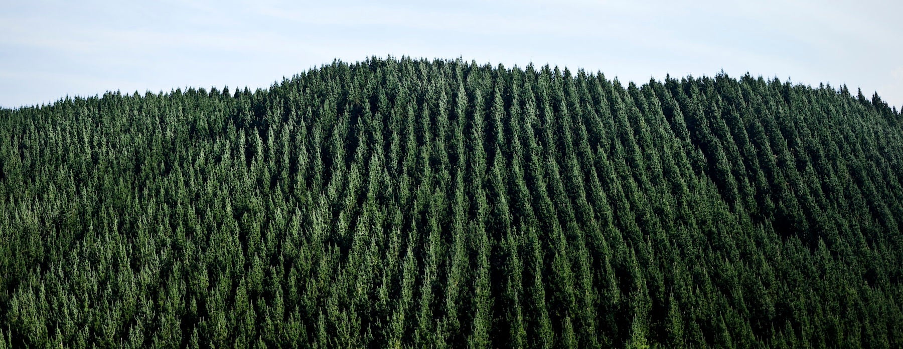 trees planted in rows New Zealand forestry, sustainable forestry