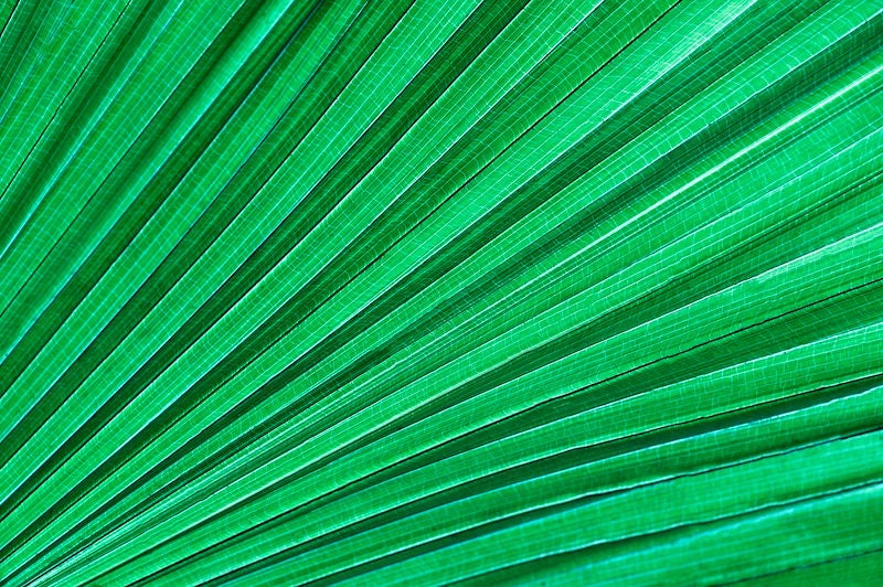 tropical leaves on dark tropical foliage nature background green foliage nature