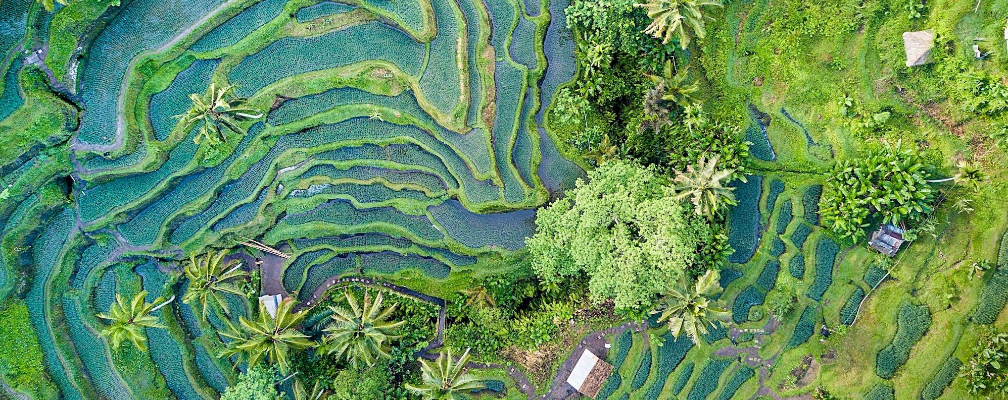 Aerial view drone shot of rice terrace in Tegallalang Ubud in Bali Indonesia.