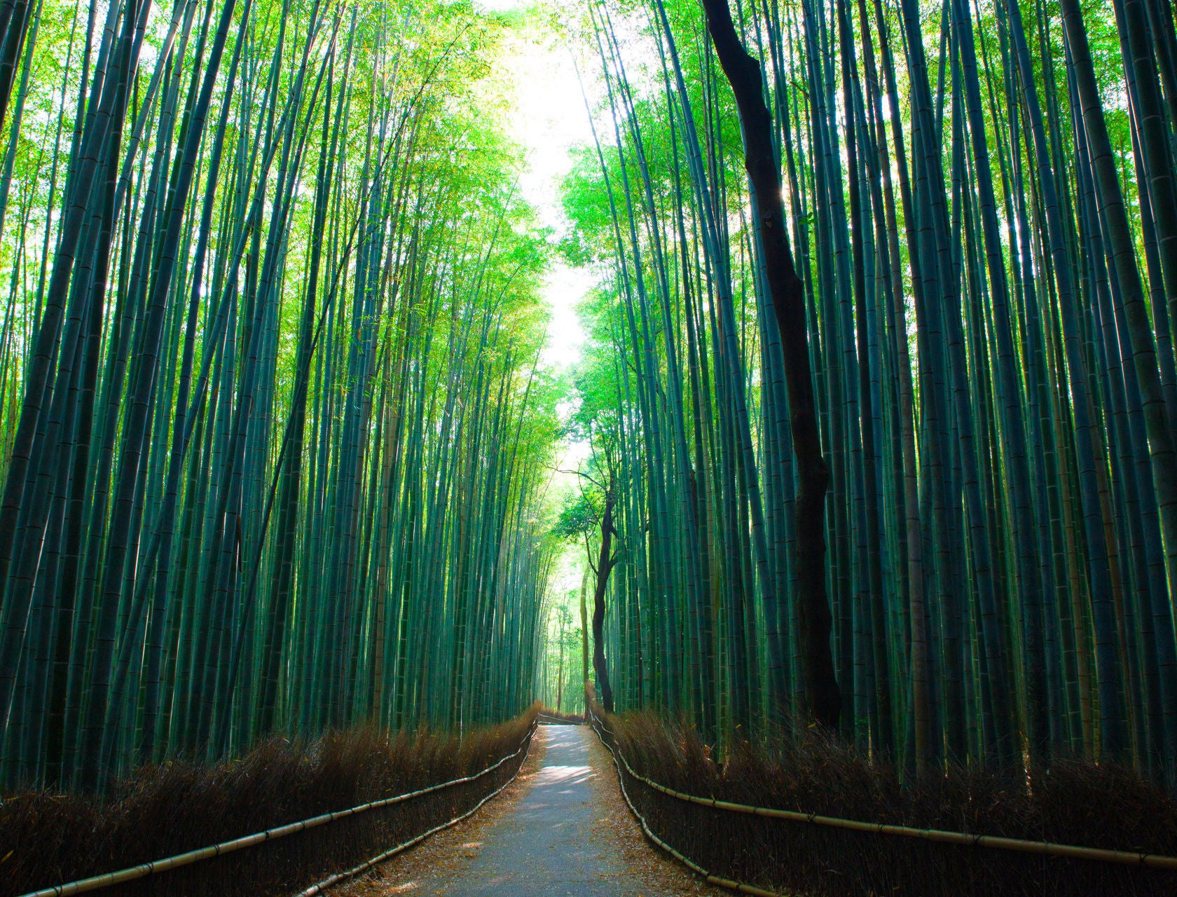 path in the middle of tall green trees