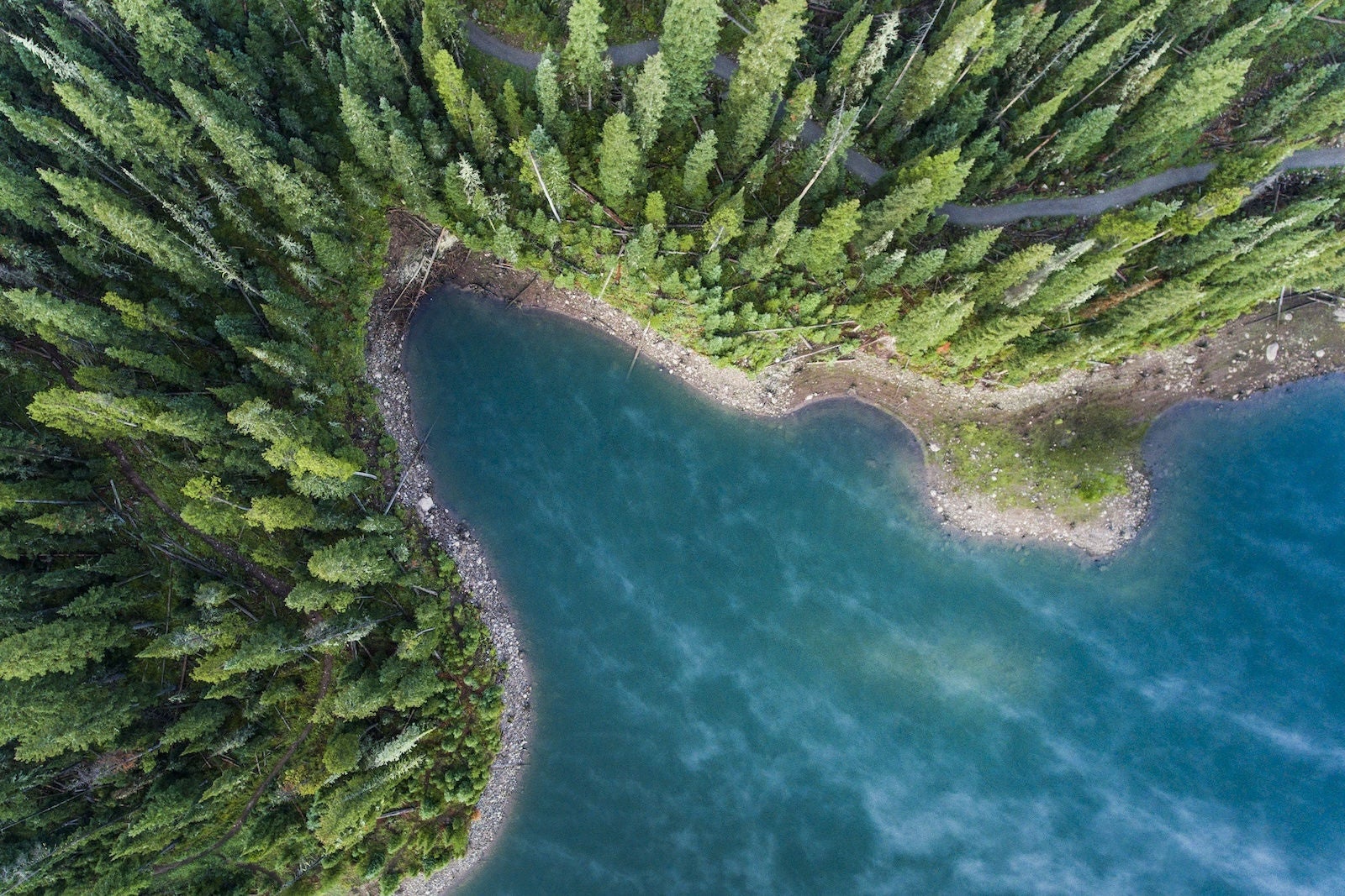 overhead shot of trees and water