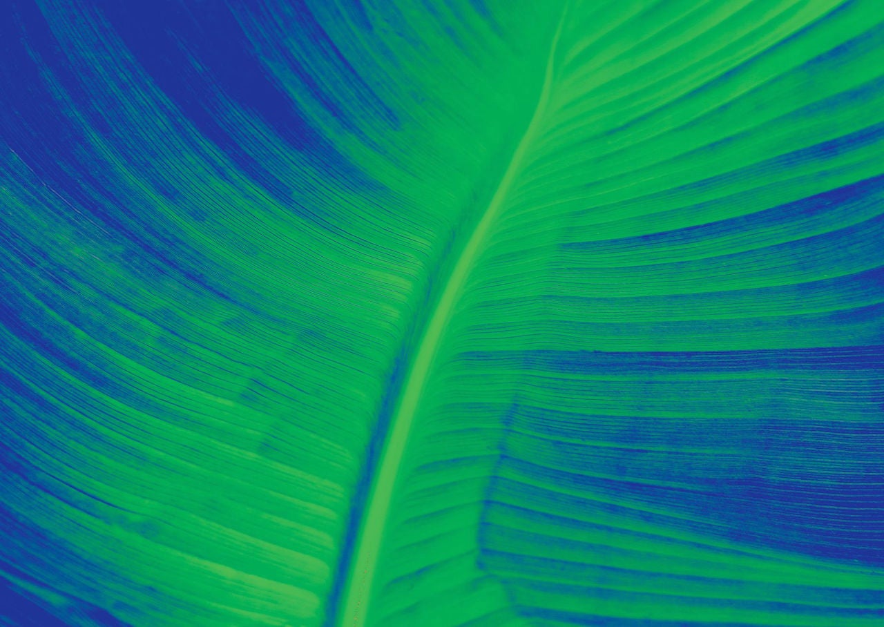 abstract green and blue feather or leaf  closeup