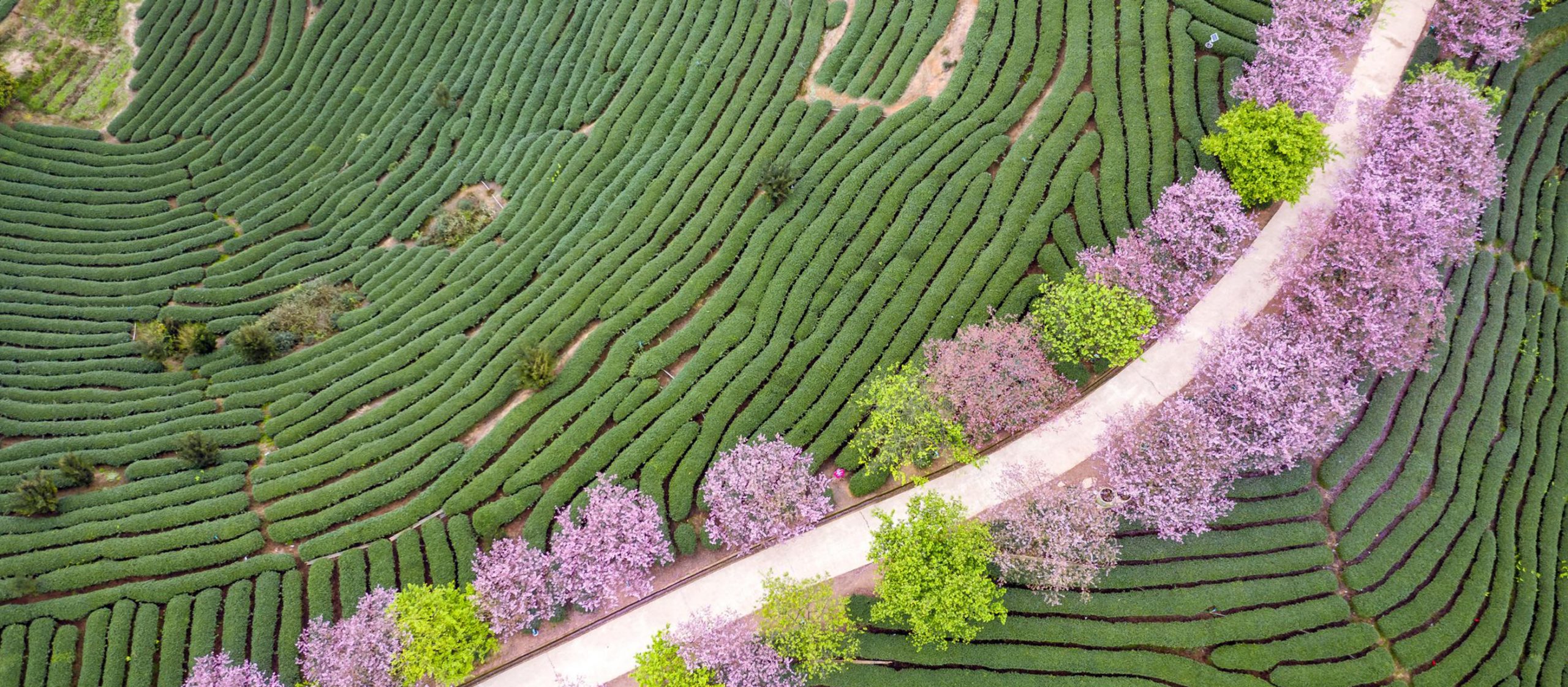 Un jardin paisible orné de fleurs éclatantes, d'une pelouse verdoyante et d'arbres, illustrant l'harmonie de la nature.
