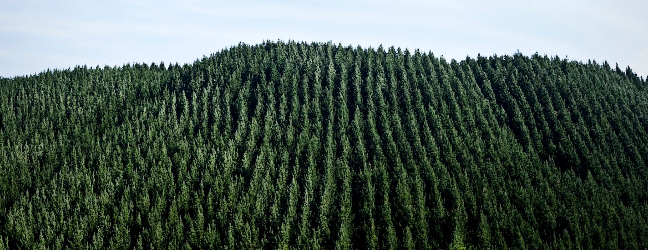Aerial view of green forest