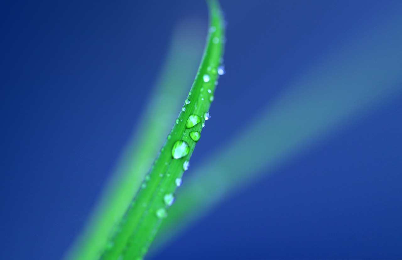 Gros plan d'un brin d'herbe avec des perles d'eau dessus sur un fond bleu