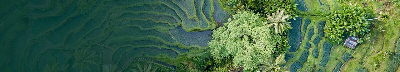 drone shot of rice terrace in Indonesia