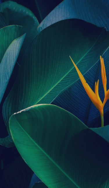 birds of paradise background