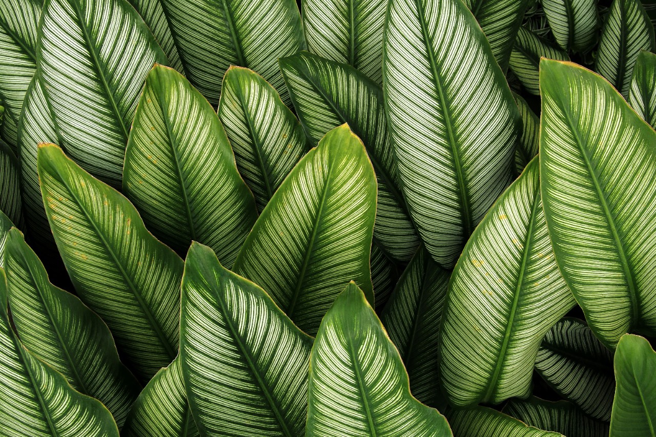 Green leaf with white stripes of Calathea majestica , tropical foliage plant nature leaves pattern on dark background.