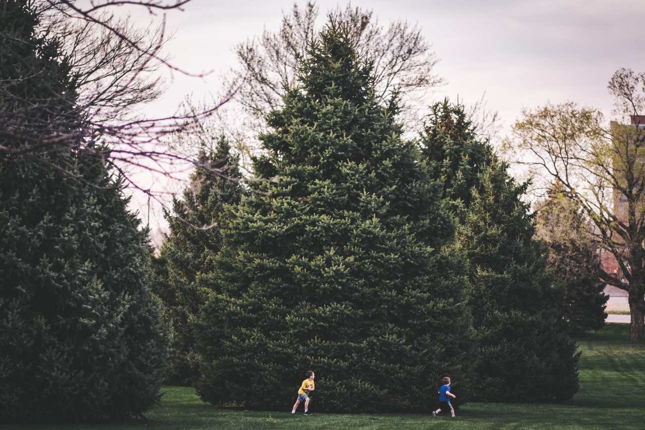 Children playing amongst trees