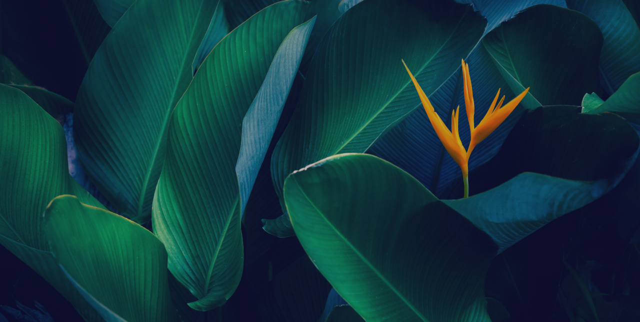 birds of paradise background