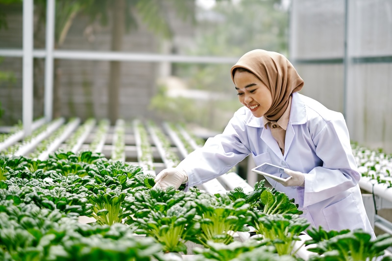 Farm worker checking quality of vegetables in hydroponic farm using digital tablet. Urban farm shoot.