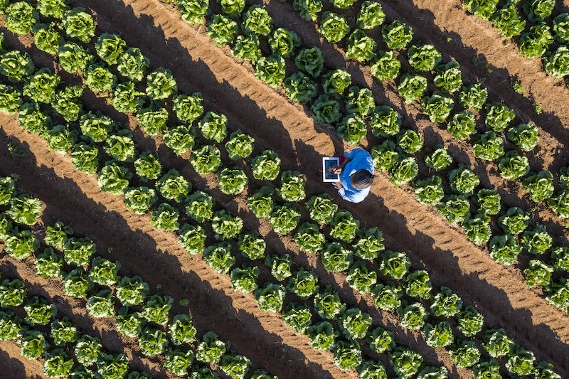 aerial view of farmer in middle of field