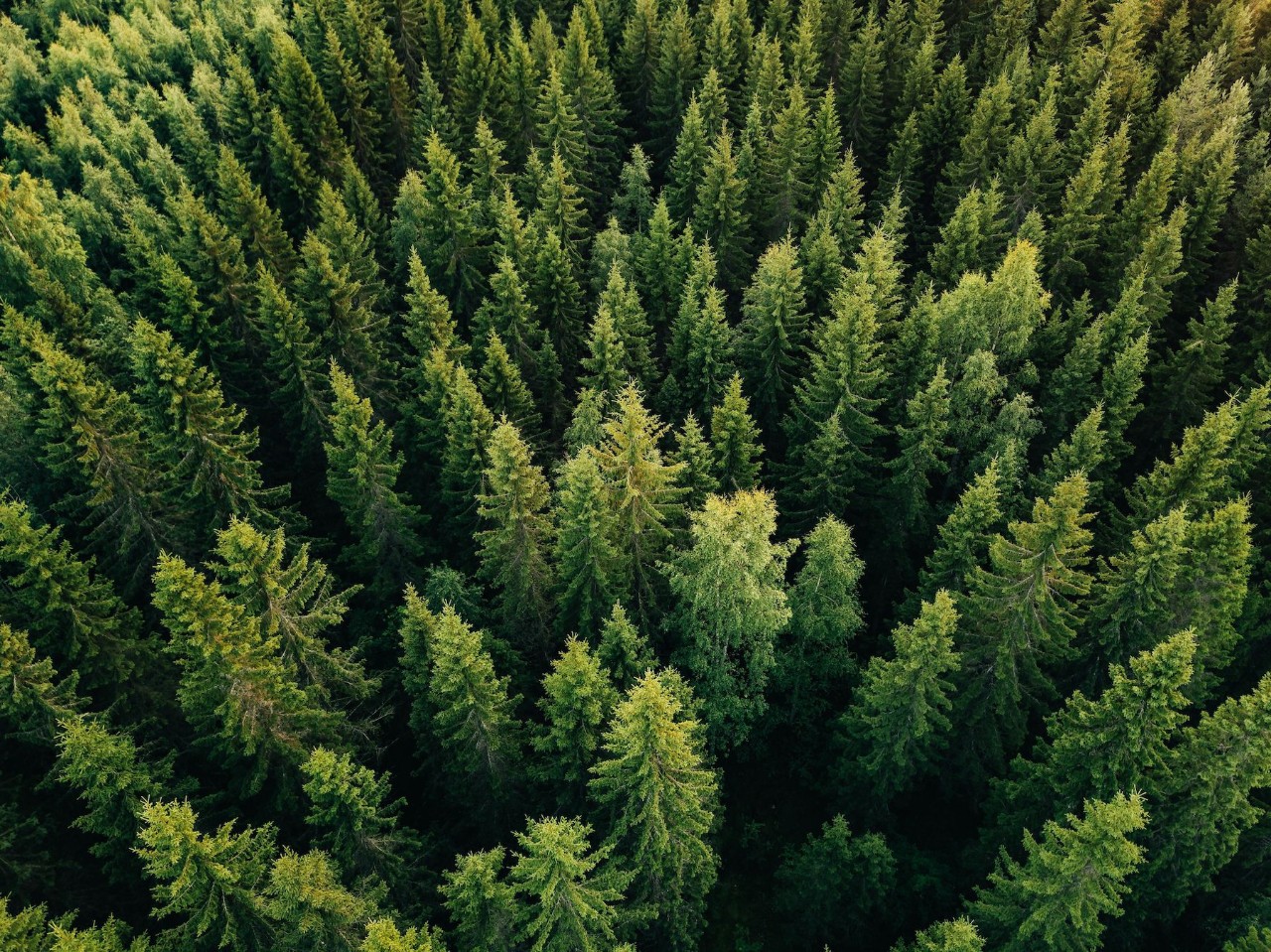 Overhead view of pine tree forest