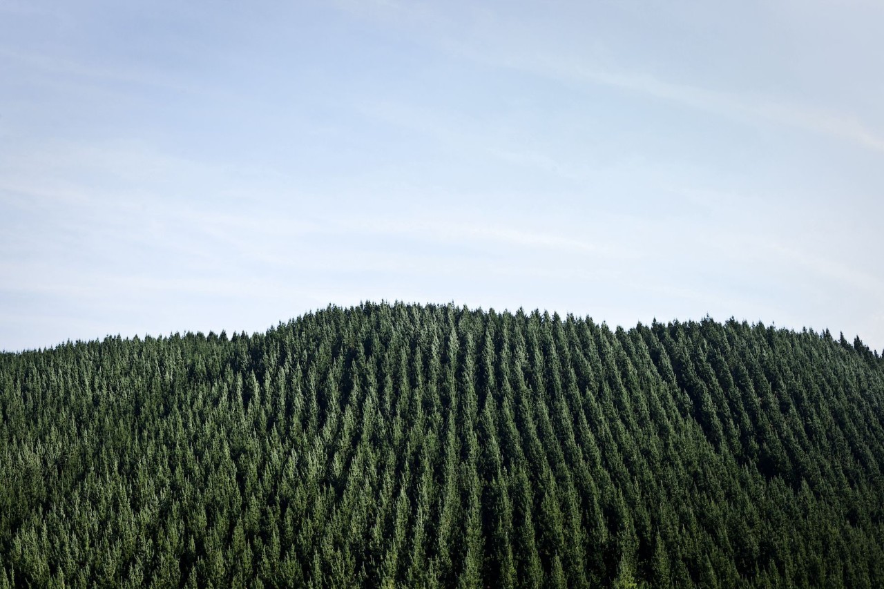 Landscape image of forest and blue sky