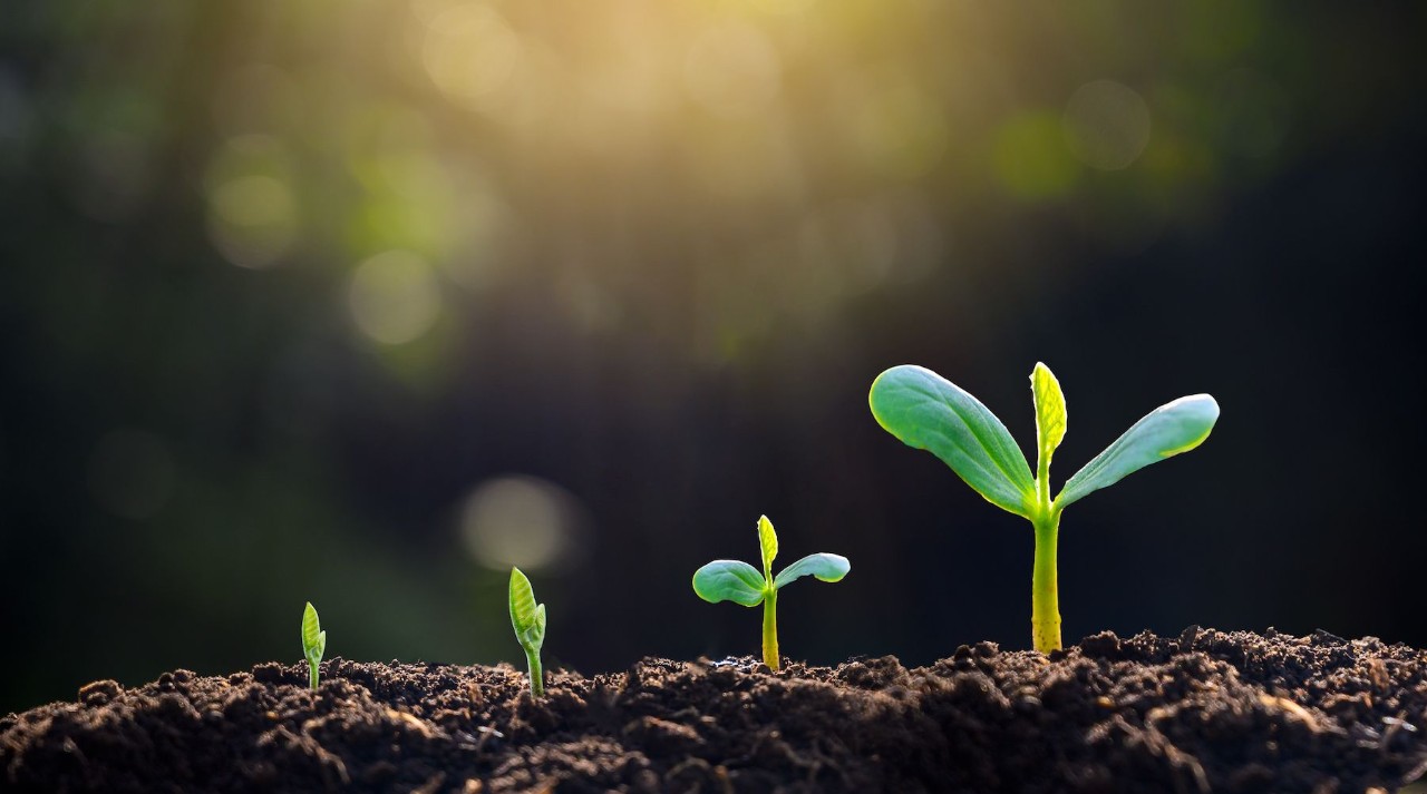 Close up of tiny green seedlings sprouting from the soil