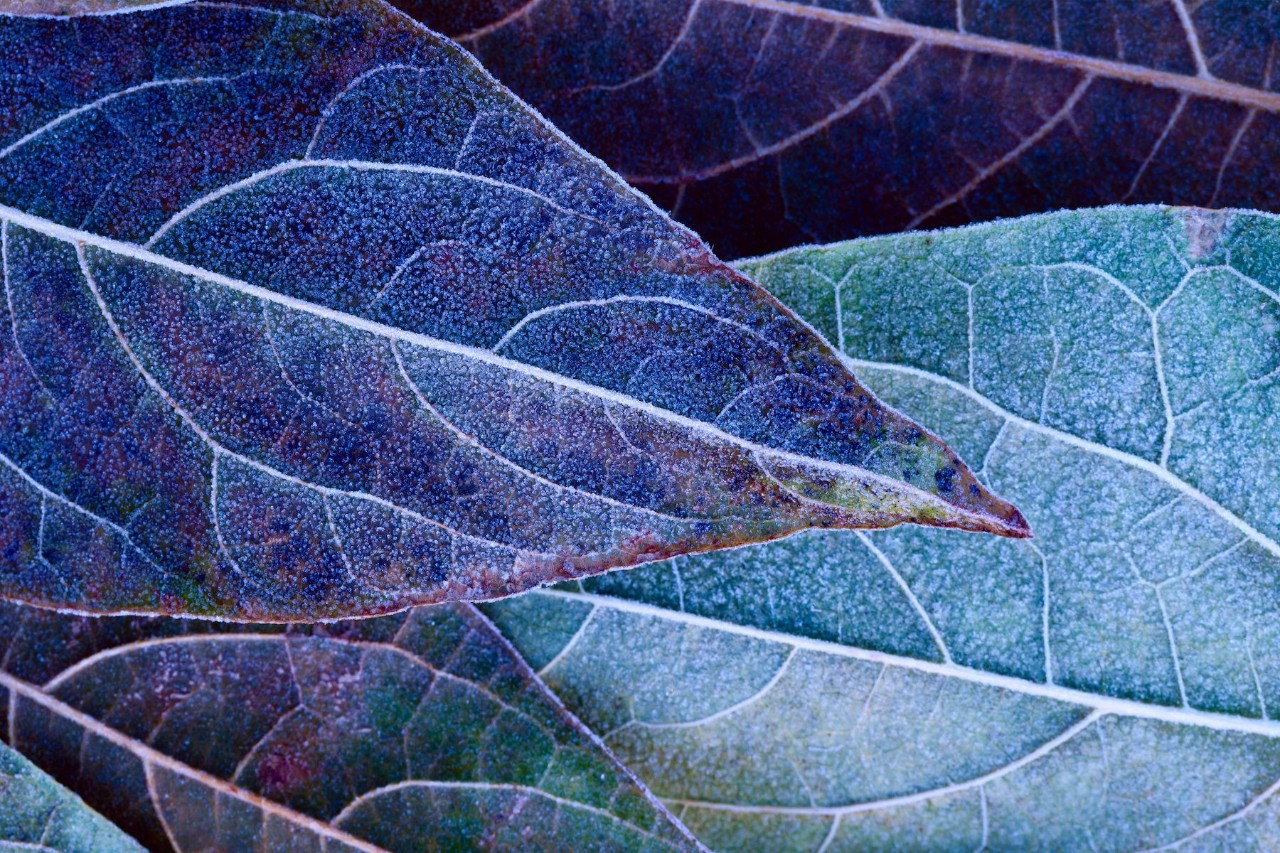 Close-up of purple blue leaves
