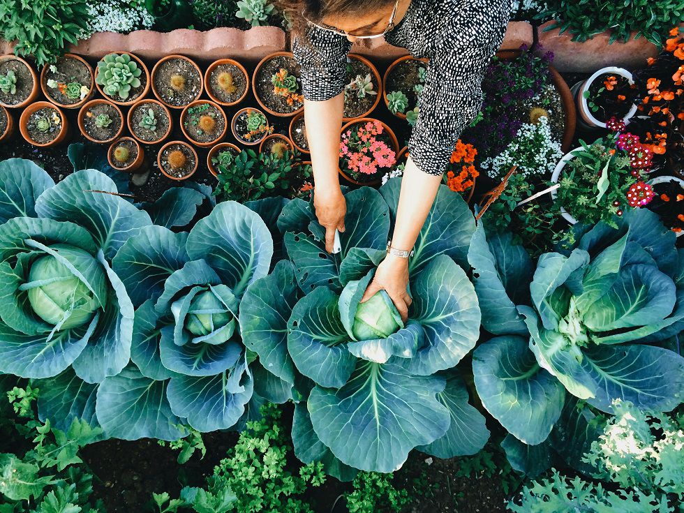 A woman harvesting cabbage