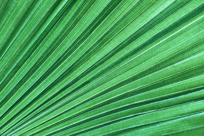 tropical leaves on dark tropical foliage nature background green foliage nature