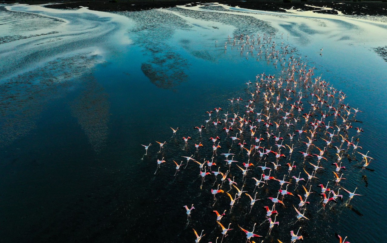 flamingos in flight over water