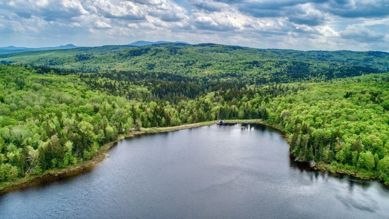 Landscape view of the forest at the south end of Penobscot Lake. 