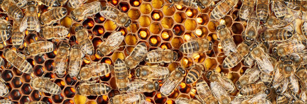 Honeybees swarming on a honeycomb