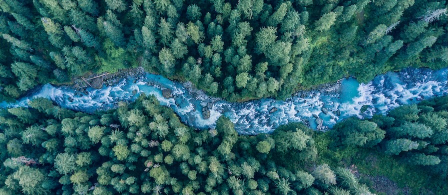 une rivière qui coule à travers les arbres