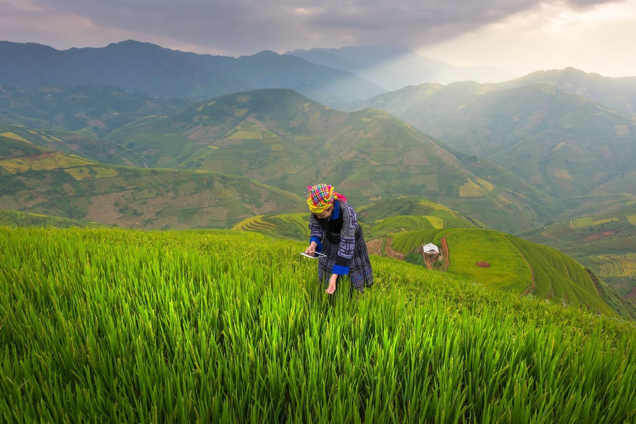 agriculteur dans un champ vert au Vietnam