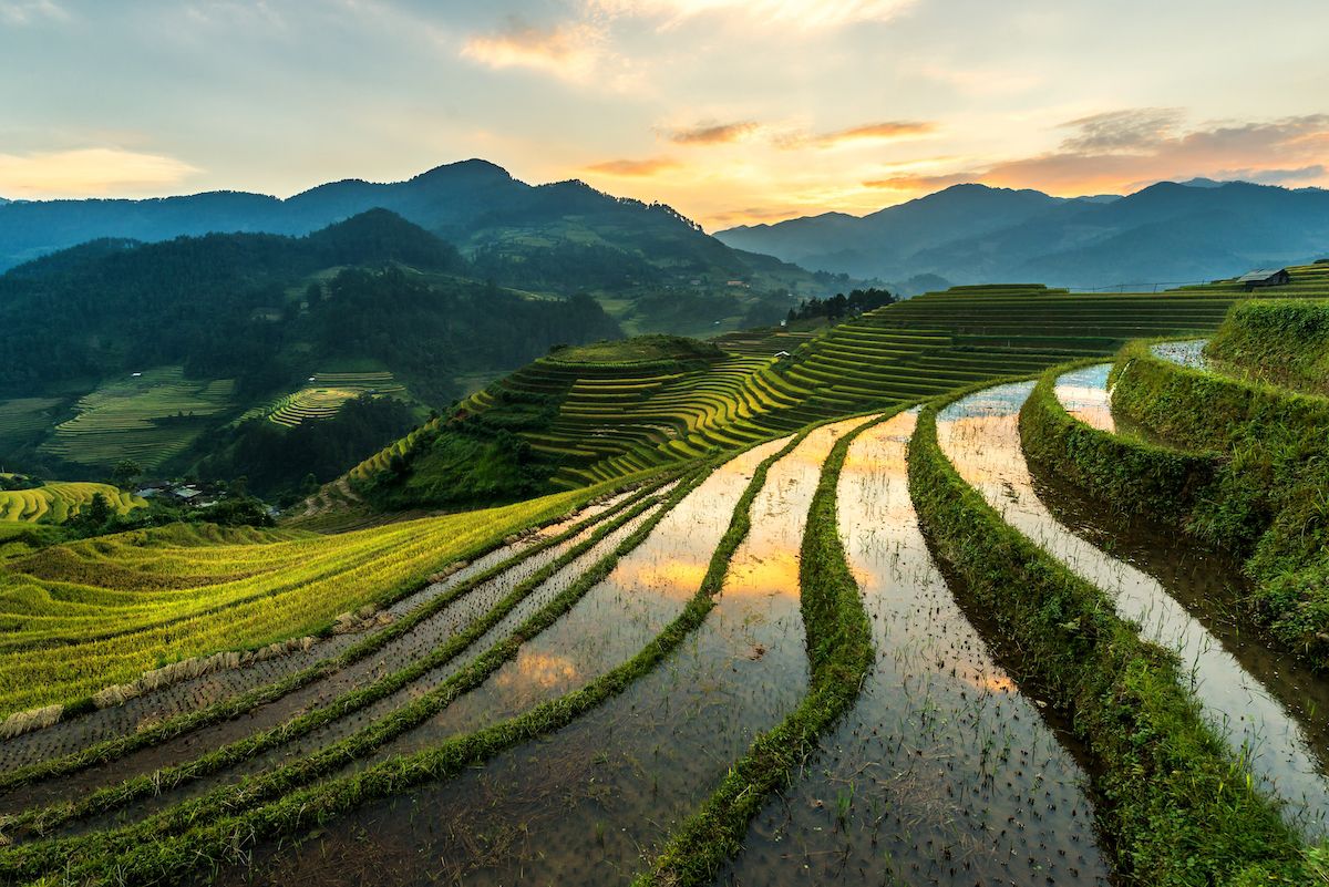 champ de riz avec montagnes et coucher de soleil en arrière-plan
