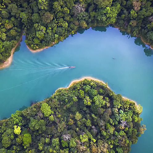 The boat drove through the canal along the dam amidst the richness of the forest.